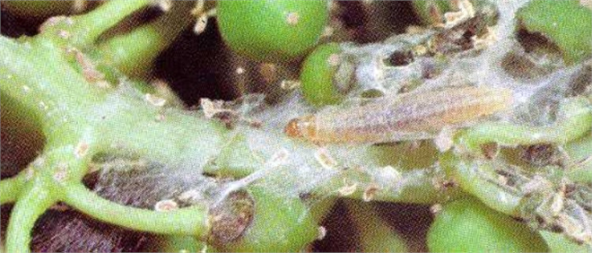 BAĞ SAKLIM GÜVESİNE DİKKAT