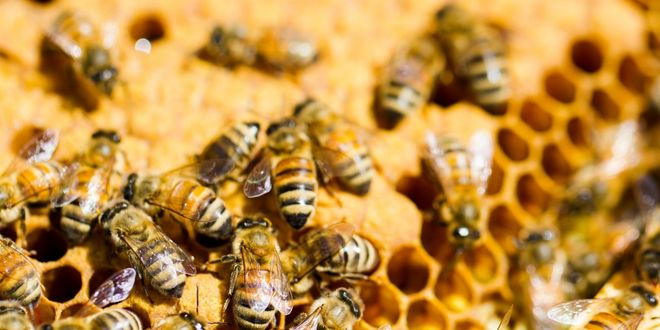 Yeni Bir Değerlendirme Modeli Sağlıklı Kovan Puanı