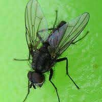 LAHANA SİNEĞİ İLE MÜCADELE