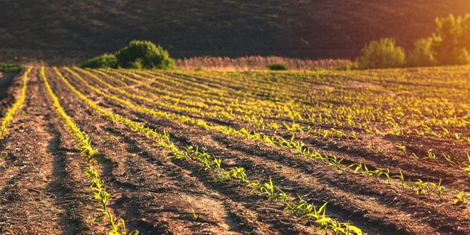 Gübre Fiyatları Uçarken Kim Kazanıyor