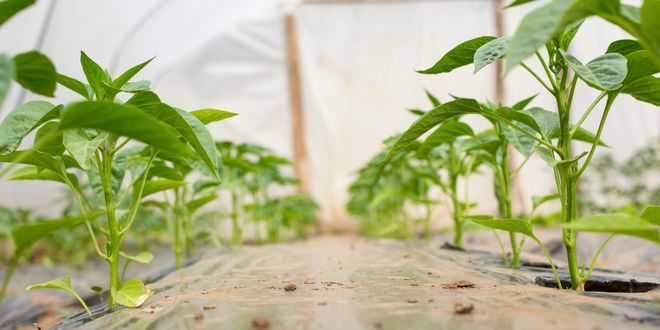 Tokat`ta Tarımın Kaderini Belirleyen Hastalık