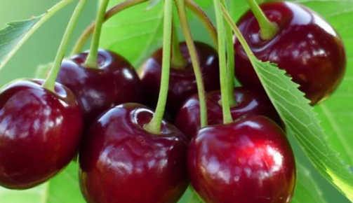 Selendi de Sezonun İlk Kiraz Pazarı Kuruldu