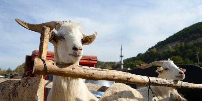 Kurban Fiyatlarında Yüzde 150`lik Artış