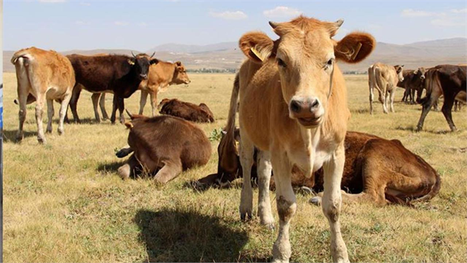 ARIM VE ORMAN BAKANLIĞINDAN DÜVE ALIM DESTEĞİ AÇIKLAMASI