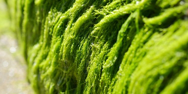 Deniz Yosunları ve Mikroalgler Yeniden Sahneye Çıkıyor