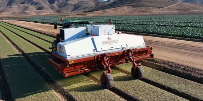 Yabani Otları Lazerle Yok Ediyor