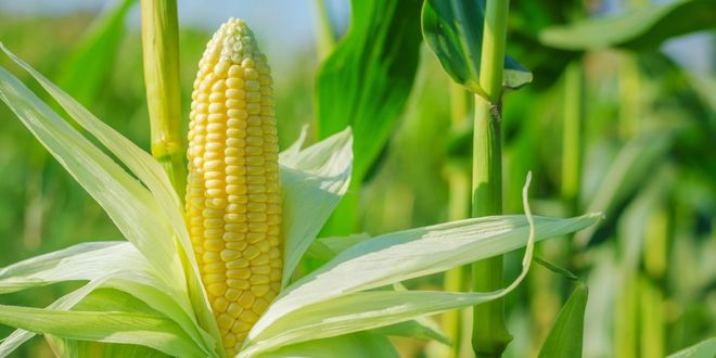 Sıradan Bir Gübre Değil Tarımda Bir Devrim