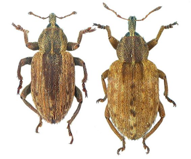 Yonca Yaprak Böceği İle Mücadele