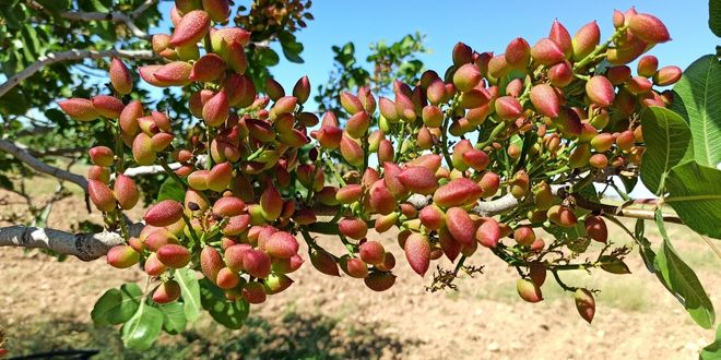 Siirt ten Ülke Ekonomisine 10 Milyar TL Katkı
