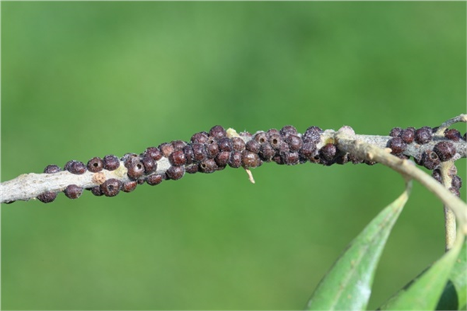 Zeytin Kara Koşnili ile Mücadele