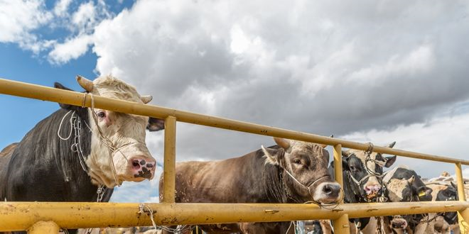 TARIM VE ORMAN BAKANLIĞINDAN KURBAN BAYRAMI'NA YÖNELİK ÇEVRE VE GÖRÜNTÜ KİRİLİLİĞİ UYARISI