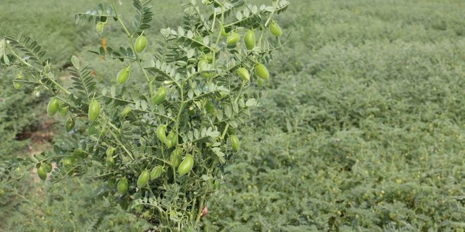 Kuraklık Karşı Dayanıklı Nohut Üretildi