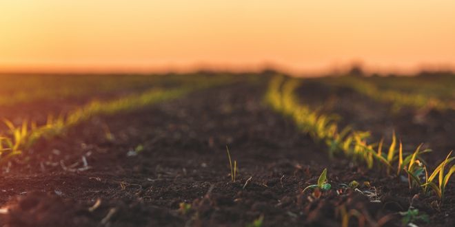 Otonom Çiftlik Robotu Tom Herbist Kullanımını Optimizasyonla Birleştirerek Çiftçilere İnovatif Çözümler Sunuyor