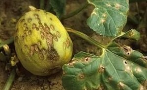 KABAKGİLLERDE ANTRAKNOZLA MÜCADELE