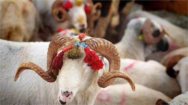 ET VE SÜT KURUMU TARAFINDAN SATIN ALINACAK!