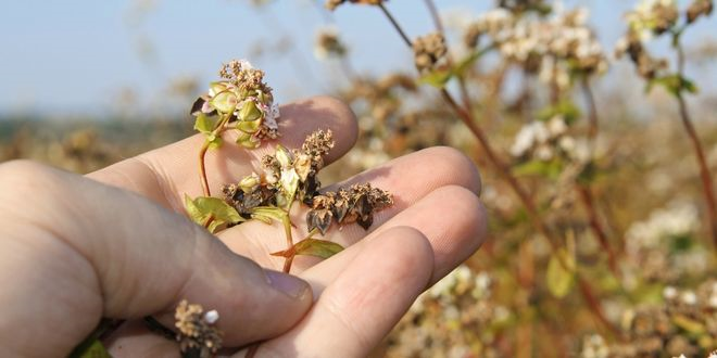 Gölpazarı'nda Karabuğdaylar Çiçek Açtı