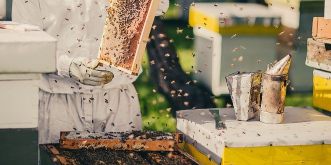 Başkan Büyükkılıç: "800 adet arılı kovan dağıtacağız"