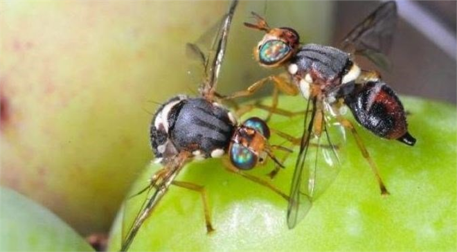 ZEYTİN SİNEĞİ İLE MÜCADELE