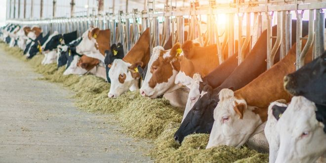 DEPREM BÖLGESİNDE UZMAN ELLER PROJESİ İÇİN BÜTÇE