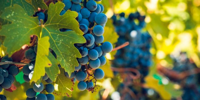 Çiftçilerin ve Bilim İnsanlarının Birlikte Çalışması Gerekiyor