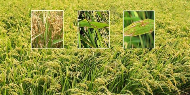 Çeltik Yanıklığı İle Mücadele