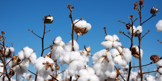 Pamuk Üreticilerine Arazi Taraması Çağrısı