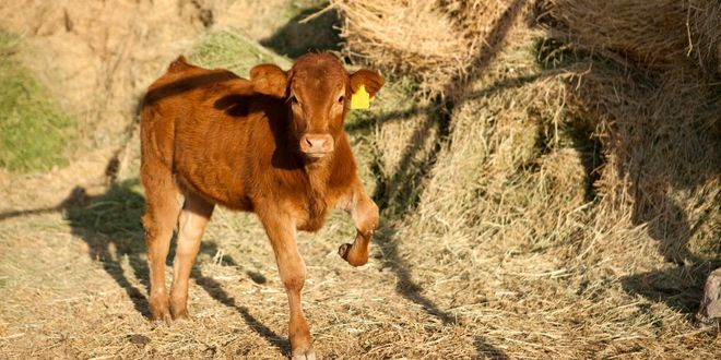 Hassas Teknoloji ve Makine Öğrenimi Buzağı Pnömonisinin Erken Teşhisini Sağlıyor