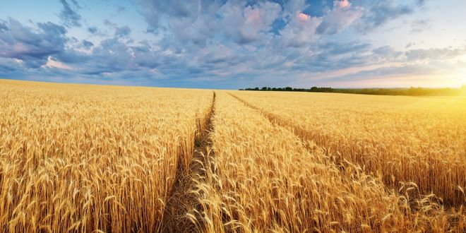 Nestlé, Buğday Tedarik Zincirinin 100.000 Dönümlük Kısmını Regen Ag`a Geçirmeyi Hedefliyor