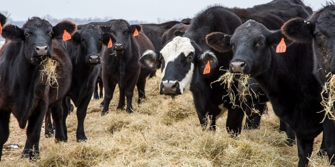 DESTEKLEMELER ÖDENİYOR