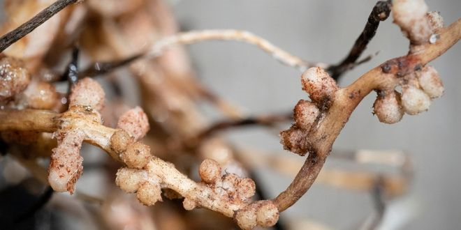 Araştırmacılar Azot Fiksasyonunu Destekleyen Genlerin İfadesini Düzenleyerek Artan Ürün Büyümesini Desteklemeyi Amaçlayan Yeni Bir Yöntemi İnceledi