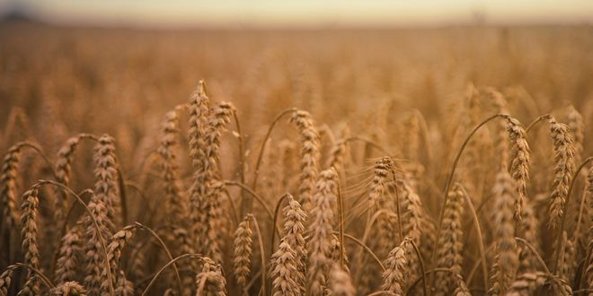 Rusya Ukrayna Tahıl Anlaşmasından Neden Çekildi Küresel Gıda Sistemi İçin Ne Anlama Geliyor