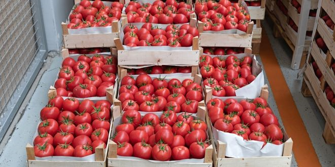 Rusya ya Domates İhracatında Kota 500 Bin Tona Çıktı