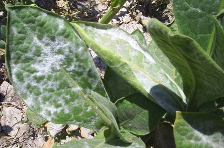 Tütün Küllemesi ile Mücadele