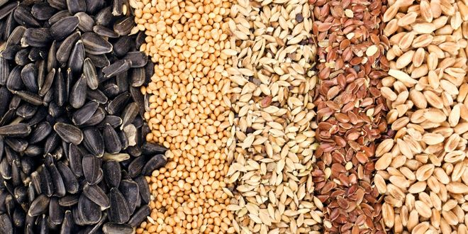 Tohum Yetiştirilen Alanlar Kontrol Edildi