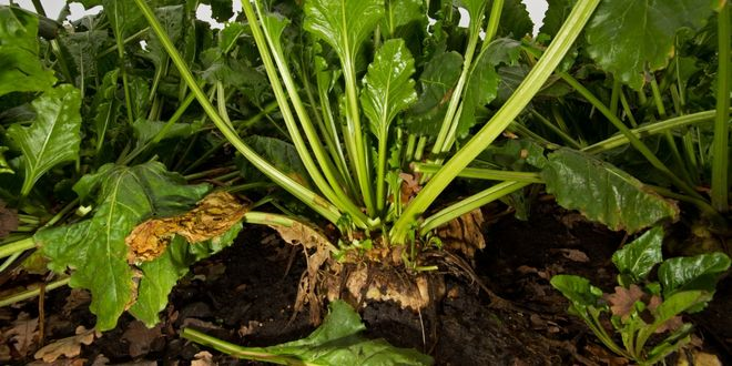 Pancar Avans Ödemeleri Aktarılıyor