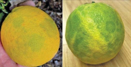 Turunçgillerde Taşlaşma İle Mücadele