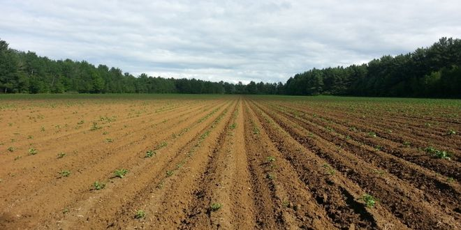 Dünya Tarım Topraklarının İyileştirilmesi Küresel Isınmayı Kontrol Edebilir