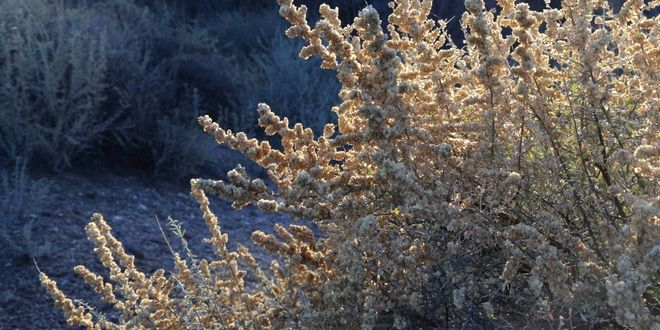 Kuraklığa Dayanıklı Çalılar Kullanılıyor