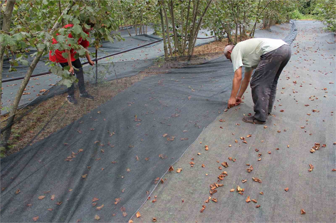 Fındık Toplamaya İnovatif Yöntem Fındığı Balık Gibi Avlıyor