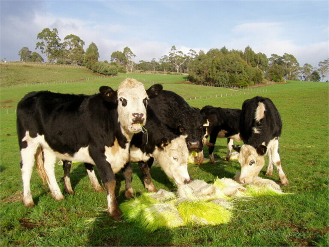 Hidroponik Yem Batı nın Su Sorununa Çözüm Olabilir mi
