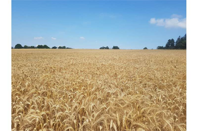 Mısır Köklerinin Toprak Kimyasalı Salgıları Buğday Verimini Artırmada Umut Vadeli Bulgular Sunuyor