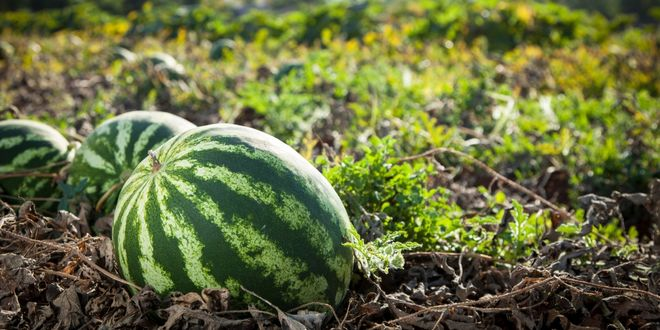 Kabuğun Arkasında Karpuzun Evrimi Kalitesi ve Dayanıklılığına İlişkin Yeni Genomik Bilgiler