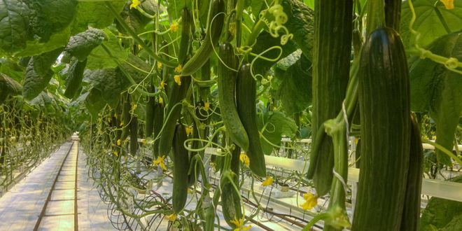 Hollandalı WUR Araştırmacıları Yapay Zeka ile Salatalık Yetiştiriyor