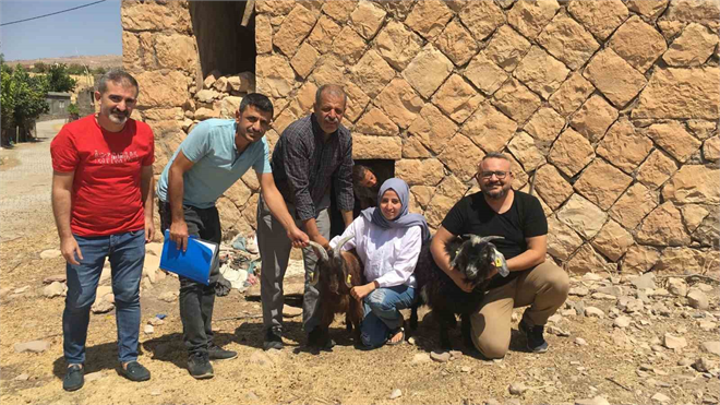 Siirt'te Genç Girişimci Kadına 63 Keçi Verildi
