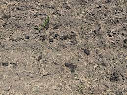 Nasıl Mikroplastikler Tarım Arazilerimize Geliyor?