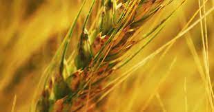 Yeni Test Buğday Yetiştiricilerine Milyonlar Kazandırabilir