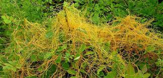 Küsküt Otu İle Mücadele