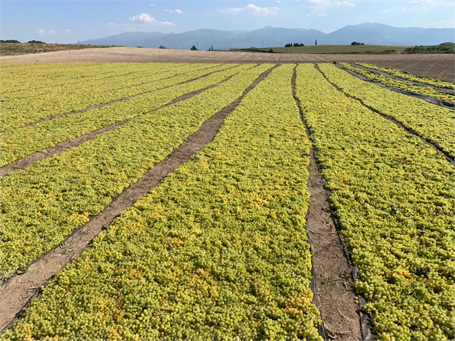 Üzümde Zor Bir Sezon Yaşanıyor