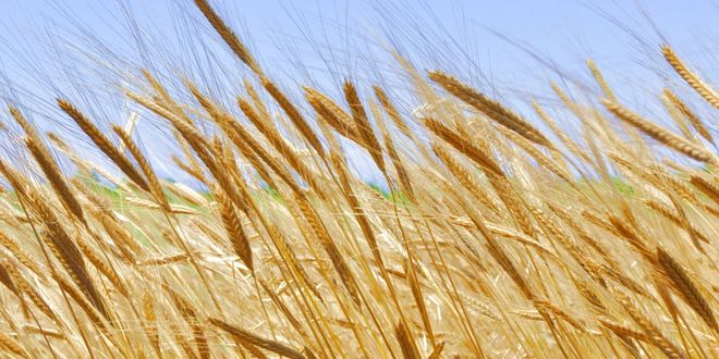 Eski Bir Tahıl Ekmeklik Buğdayı Daha Dayanıklı Hale Getirmek İçin Genetik Sırların Kilidini Açıyor