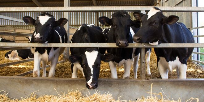 DESTEKLEMELER ÖDENİYOR